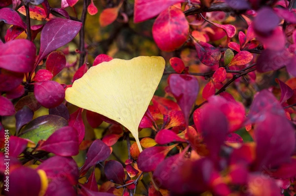 Obraz GinkGinkgo biloba leaves of autumn