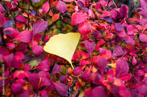 Obraz GinkGinkgo biloba leaves of autumn