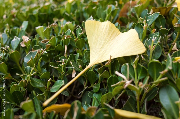 Obraz GinkGinkgo biloba leaves of autumn