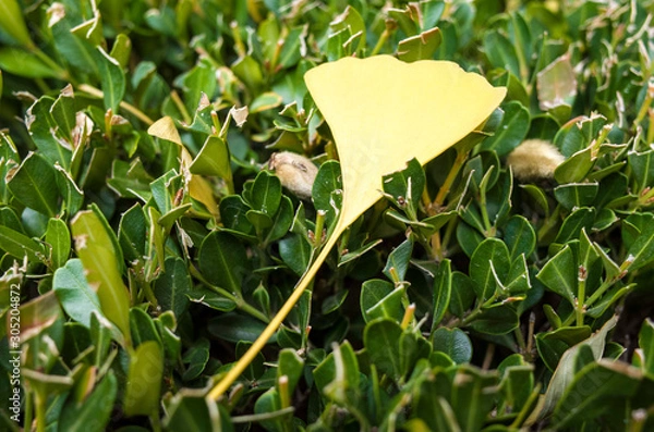 Obraz Ginkgo biloba leaves of autumn