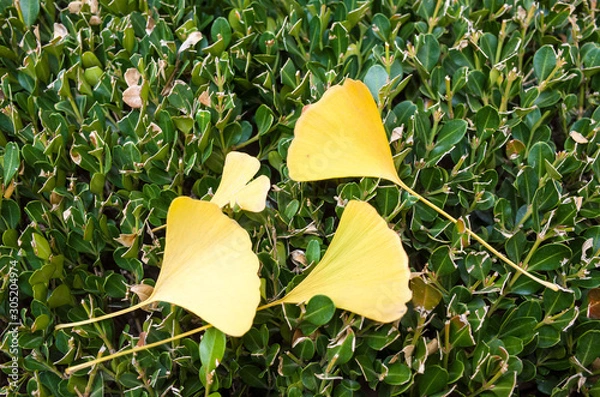 Obraz GinkGinkgo biloba leaves of autumn