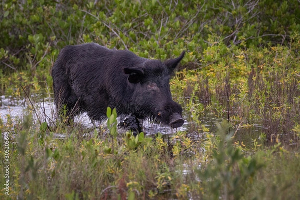Fototapeta Wild Boar