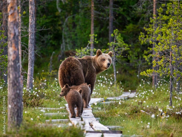 Obraz She-bear with cubs goes into the woods along a wooden walkway. White Nights. Summer. Finland.