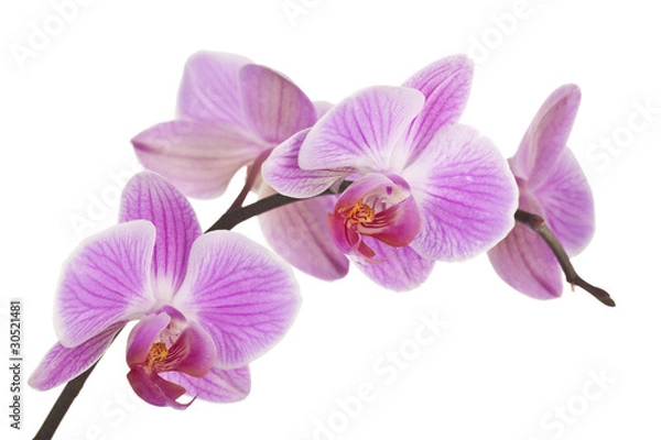 Fototapeta Orchidee (jasnoróżowy) # 4