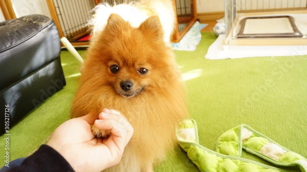 Obraz ポメラニアンと握手