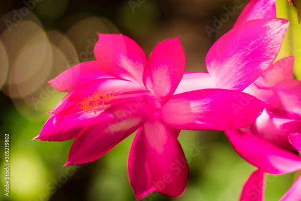 Obraz pink cactus flower close up