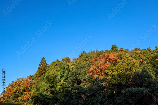 Fototapeta 京都ぶらり、鷹峯あたりで紅葉黄葉カキ