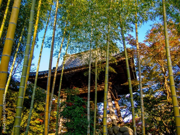 Obraz 【静岡県伊豆】修禅寺境内の風景【鐘楼・秋】