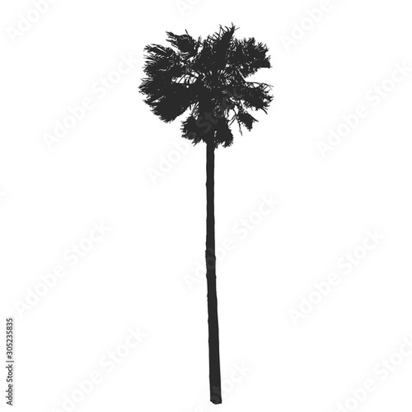 Fototapeta Realistic palm tree silhouette. Vector illustration.