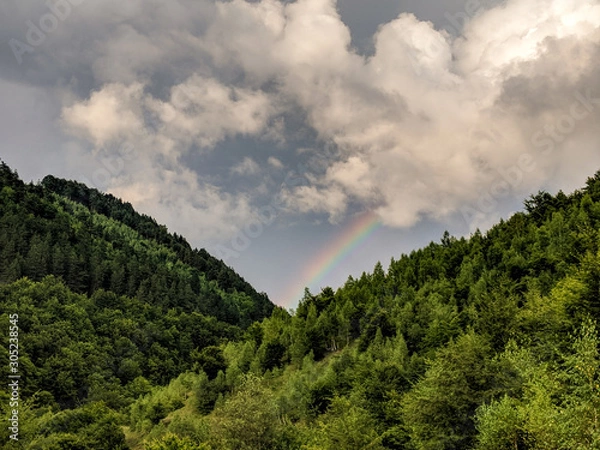 Fototapeta Rainbow above a forest.