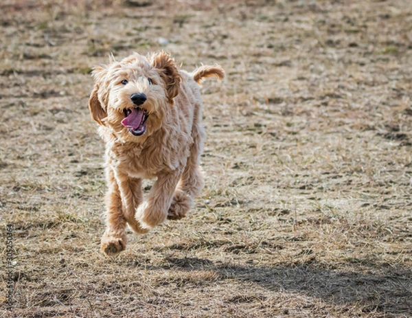 Obraz Australijskie Labradoodle biegające w parku dla psów