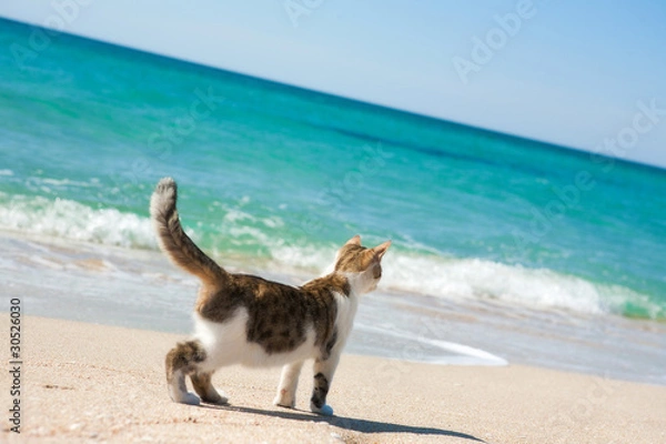 Obraz Cat on the beach