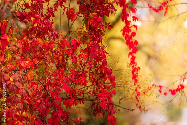 Fototapeta Leaves of trees in autumn colors, sunlit