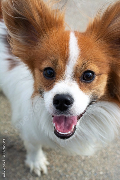 Fototapeta Vertical photo portrait of a dog with a beautiful foreground
