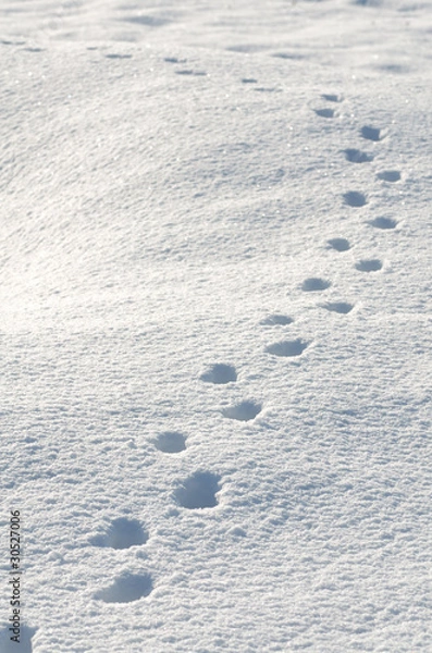 Obraz 雪原に付いた動物の足跡