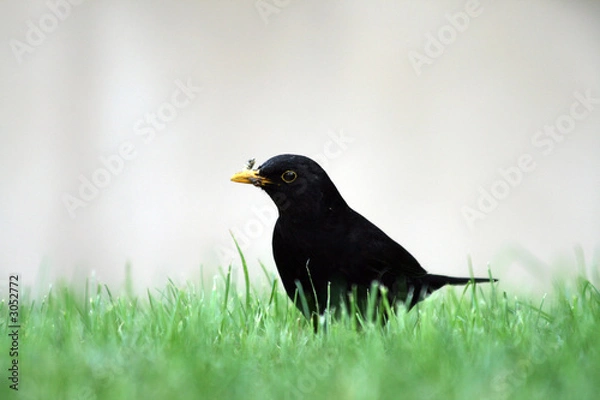Obraz black bird