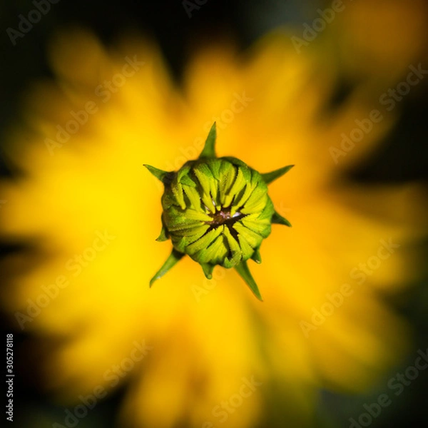 Obraz Naissance fleur de tournesol