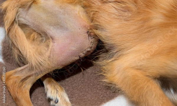 Obraz Bone reconstruction of patellar luxation in dog