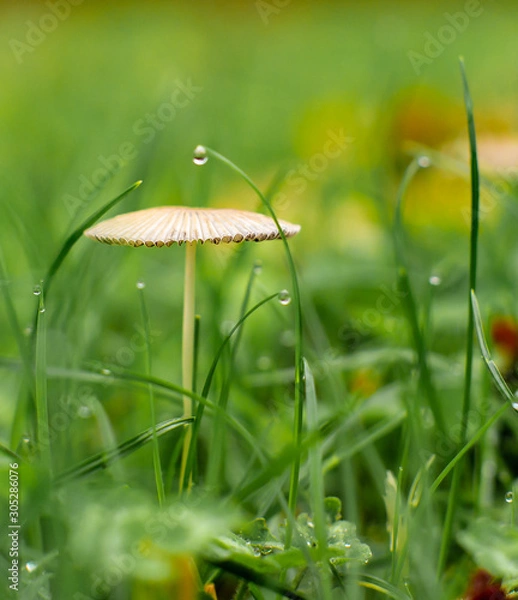 Obraz Rosé sur le champignon 