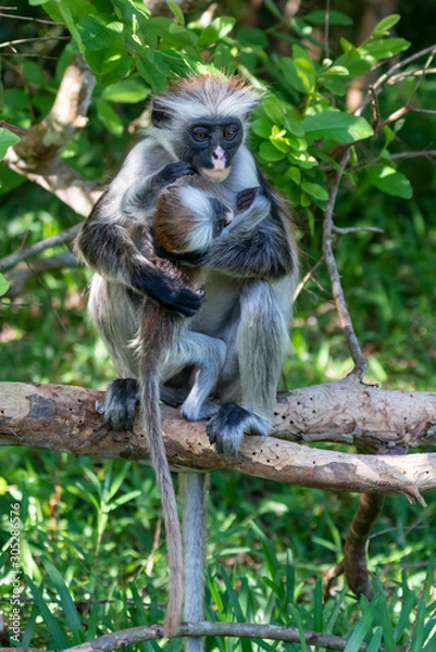 Fototapeta Affe im Jozanie Forest