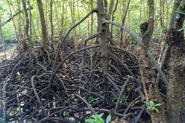Fototapeta Mangroven