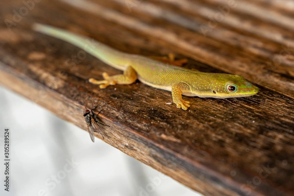 Fototapeta Lezard