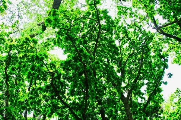 Obraz Savannah, Georgia, USA oak tree lined road at historic Wormsloe Plantation.