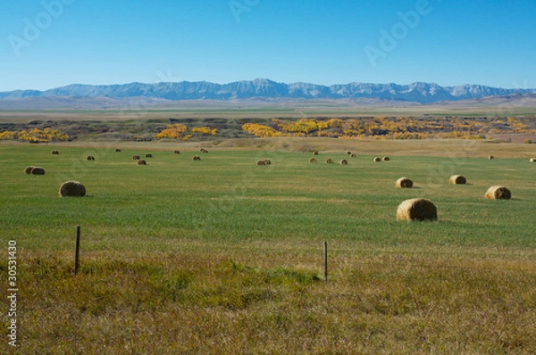 Obraz Hayfield and Rocky Mountains