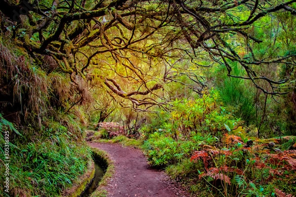 Fototapeta Laurel forest on Madeira island is the biggest on the world. It's a fairytale fantasy world in Portugal. It is nature background.