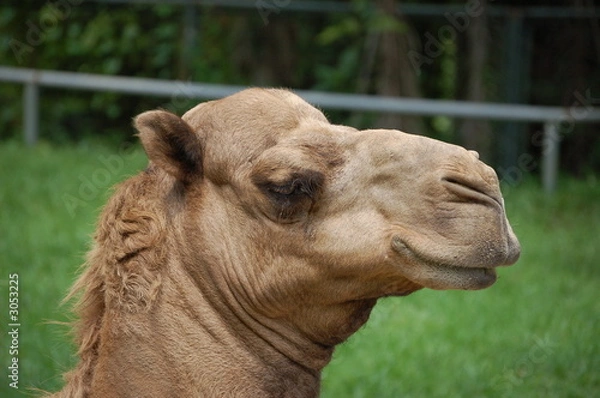 Obraz mr camel