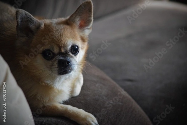 Fototapeta portrait of a dog