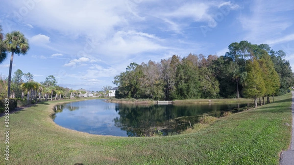 Fototapeta Fall tree and leaf in Florida