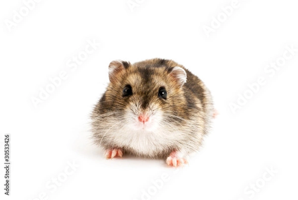 Fototapeta Dwarf hamster