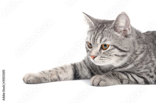 Obraz Isolated grey cat