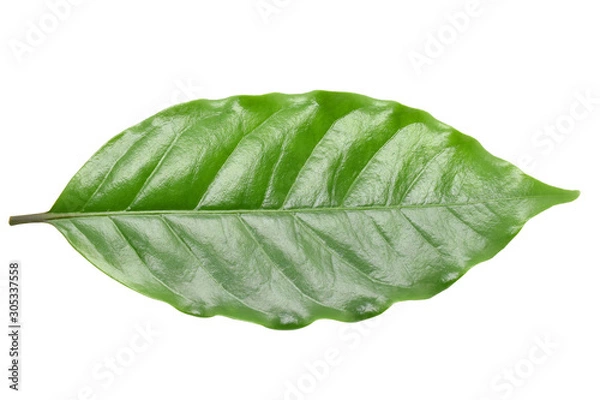 Obraz Coffee leaves on white background.