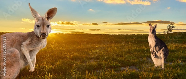 Fototapeta kangury z zachodem słońca Australia outback