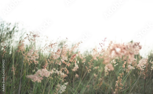 Obraz dry grass flowers in morning on light sky.