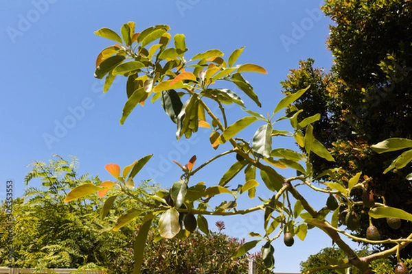 Fototapeta branch of a tree, avocados blue sky  