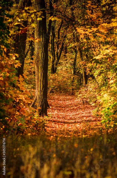 Obraz природа,лес,утро,  пейзаж, осенний пейзаж,парк , гидропарк,