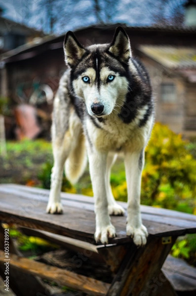 Obraz хаски, собака, сибирский хаски, хаски за забором. голубоглазый хаски.