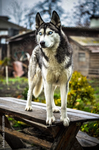 Obraz хаски, собака, сибирский хаски, хаски за забором.