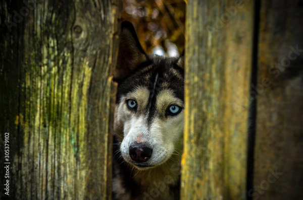 Fototapeta хаски, собака, сибирский хаски, хаски за забором.