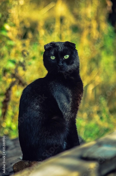 Obraz кот,котик, черный кот. животные, домашний кот.