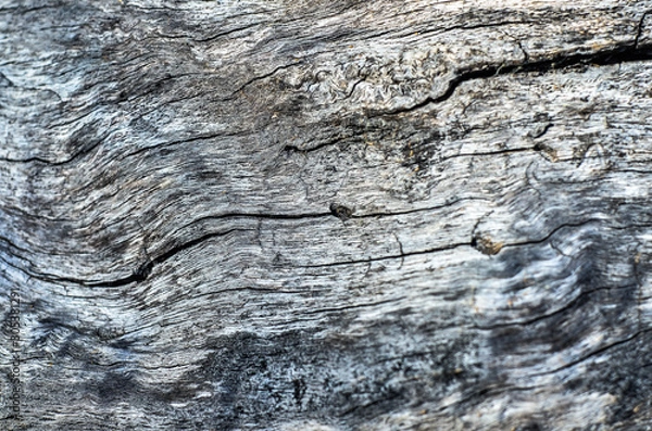 Obraz структура дерева, структура дуб, дуб, дизайнер,рельеф дуба, дерево