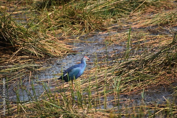 Obraz great blue heron