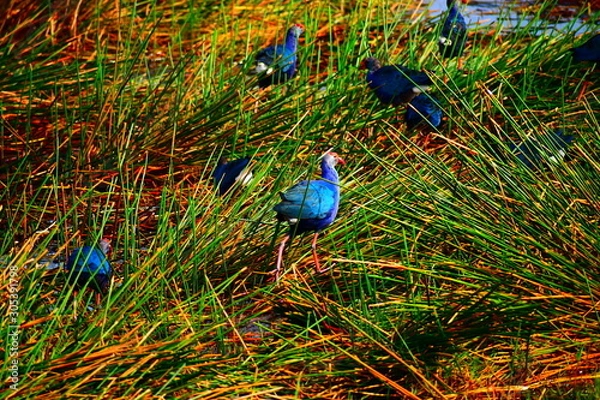 Obraz peacock in the park