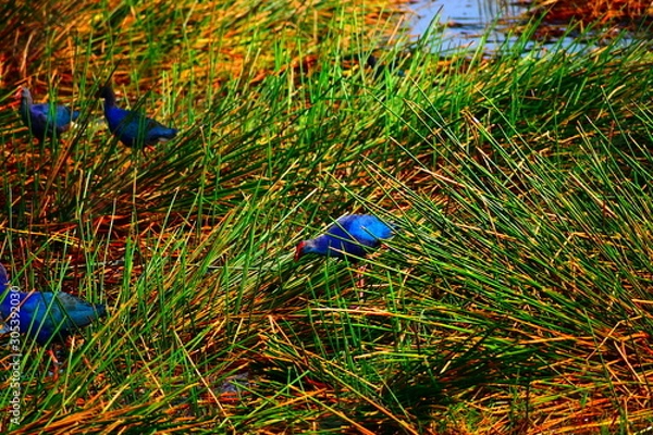 Obraz peacock on a branch