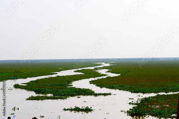 Obraz grass and water