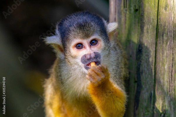 Obraz Cute Squirrel Monkey in Japan