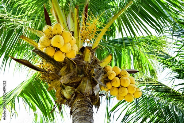 Obraz coconut on palm tree